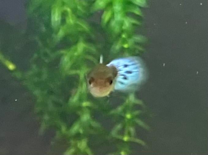 Jonge volwassen guppy’s, Vis, Zoetwatervis, Schoolvis