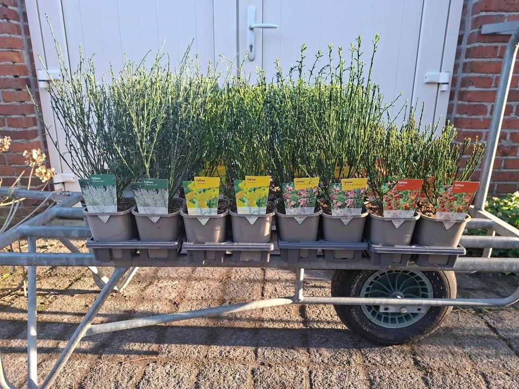 Diverse soorten Cytisus (Brem) in pot!, Tuin en Terras, Ophalen, Overige soorten, Minder dan 100 cm