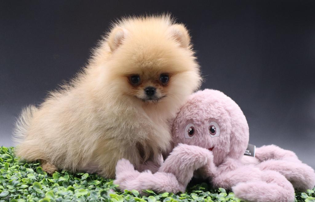 Mini Bearface Pomeranian/Pomeriaan Boy geboren in Nederland, Nederland, Keeshond, 15 weken tot 1 jaar, Reu