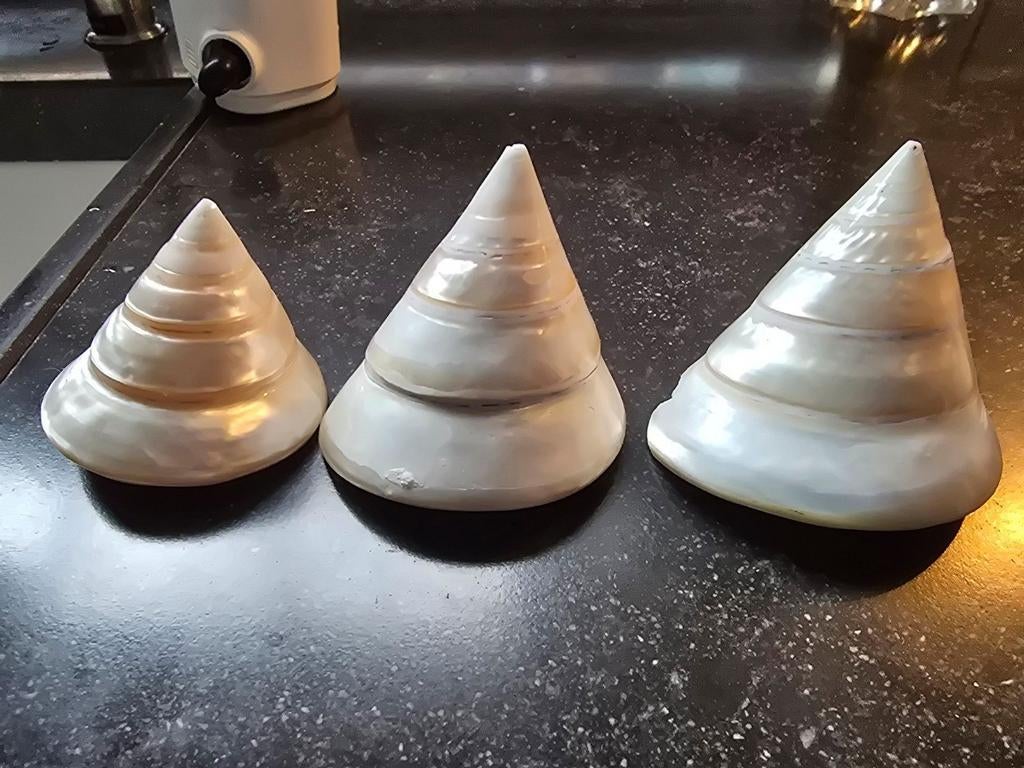 Troches schelpen , erg mooi mooie maat, Ophalen of Verzenden, Schelp(en)