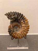 Ammoniet fossiel, Verzamelen, Mineralen en Fossielen, Ophalen of Verzenden, Fossiel