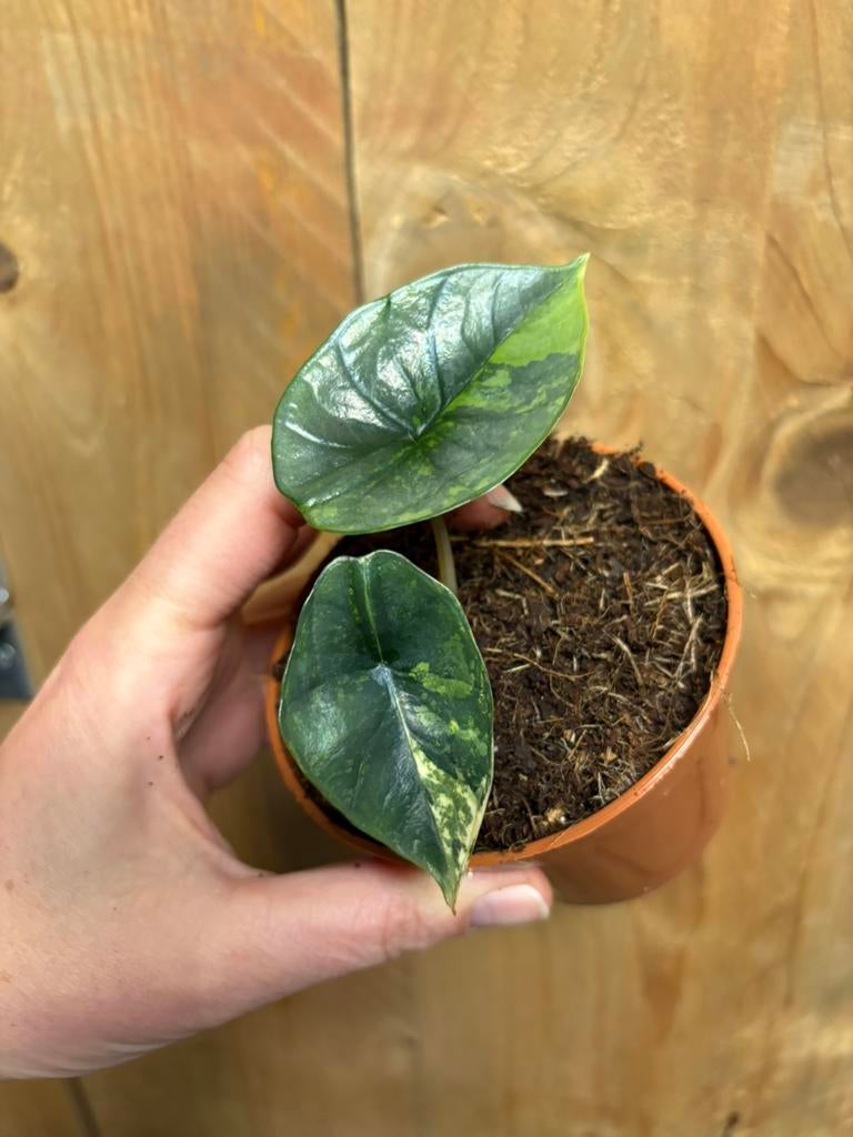 Alocasia platinum variegata plant albo tricolor aurea green, Ophalen of Verzenden, Halfschaduw, Minder dan 100 cm