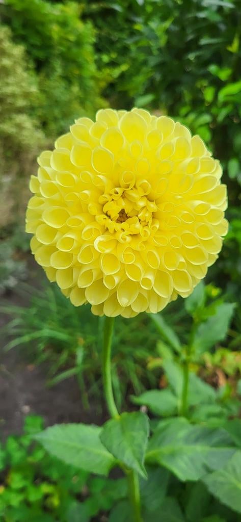 Gele bal dahlia knol, Tuin en Terras, Bloembollen en Zaden, Ophalen, Volle zon, Knol