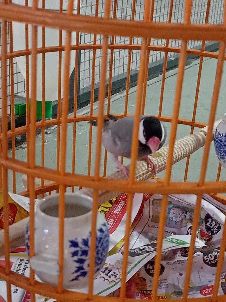 Rijst vogel 2025, Mannelijk, Wildzangvogel, Geringd