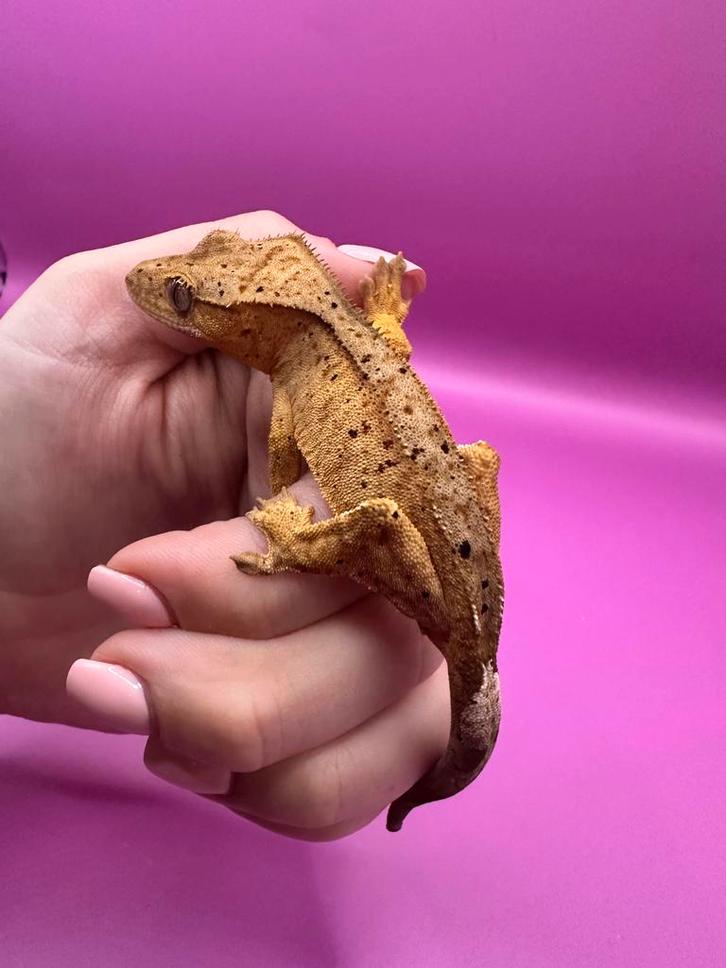 Wimpergekko man super dalmatian