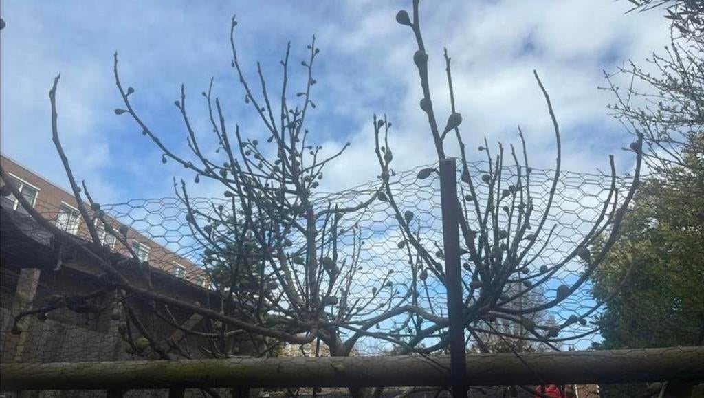 Vijgenboom 6 jaar oud draagt vruchten, Ophalen, Volle zon, 250 tot 400 cm, Vijgenboom