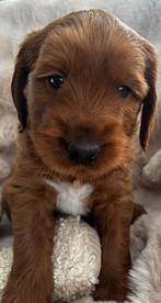 Australian Labradoodle pups met stamboom, Parvo, Overige rassen, 8 tot 15 weken, Meerdere