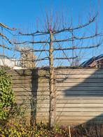 Leilinde, Tuin en Terras, Planten | Bomen, Ophalen, Leiboom, Halfschaduw, 250 tot 400 cm