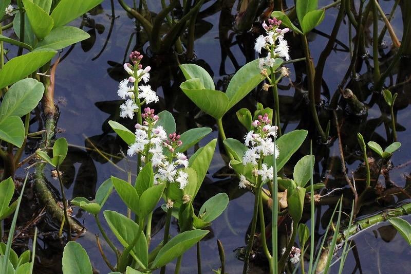 Drieblad (Menyanthes trifoliata) - Vijverplant, Tuin en Terras, Vijvers, Ophalen