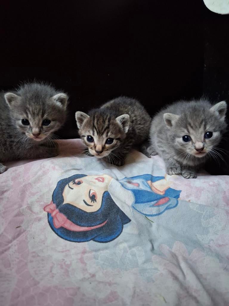 Kittens te koop, allemaal poesjes, Dieren en Toebehoren, Meerdere dieren