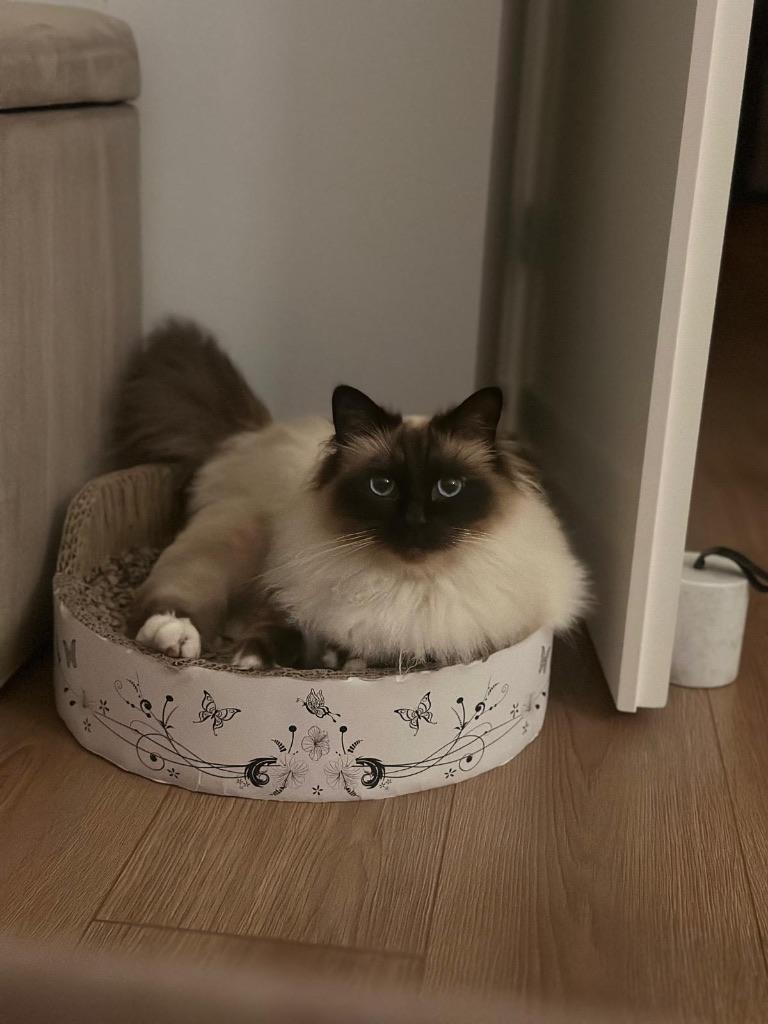 Kater heilige birmaan, Dieren en Toebehoren, Kater, Met stamboom, 3 tot 5 jaar