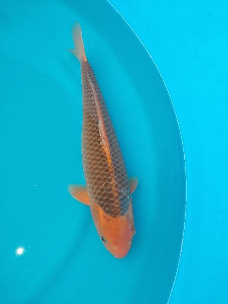 Koi, Dieren en Toebehoren, Karper of Koi