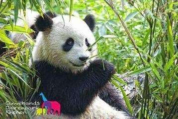 4x Ouwehands Dierenpark Rhenen, Tickets en Kaartjes, Drie personen of meer, Ticket of Toegangskaart