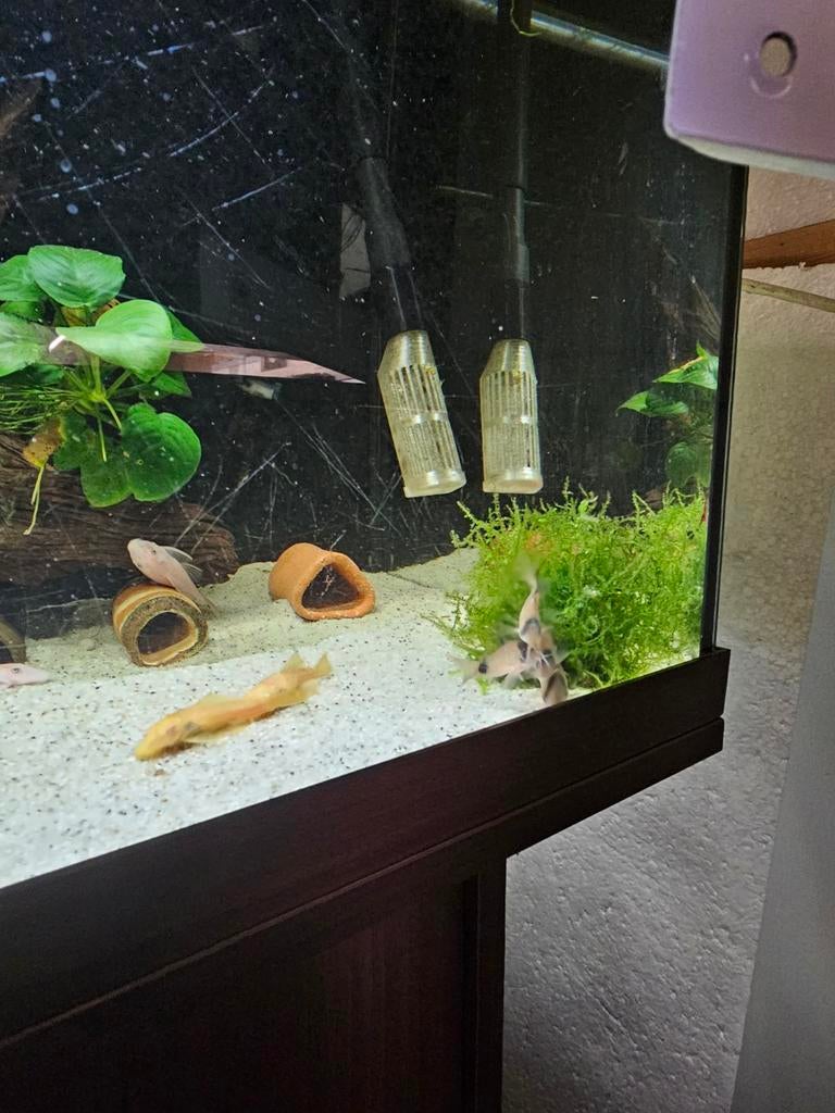 Diverse Ancistrus Snowwhite & Albino te koop, Dieren en Toebehoren, Vis