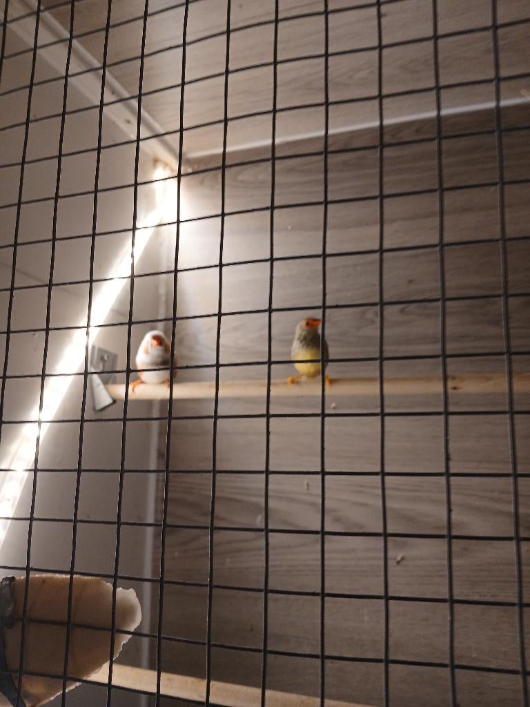 Te koop, Dieren en Toebehoren, Vogels | Overige Vogels, Mannelijk, Tropenvogel