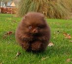 Pomeriaan pup met unieke kleur bearface, Particulier, 15 weken tot 1 jaar, Reu, Buitenland