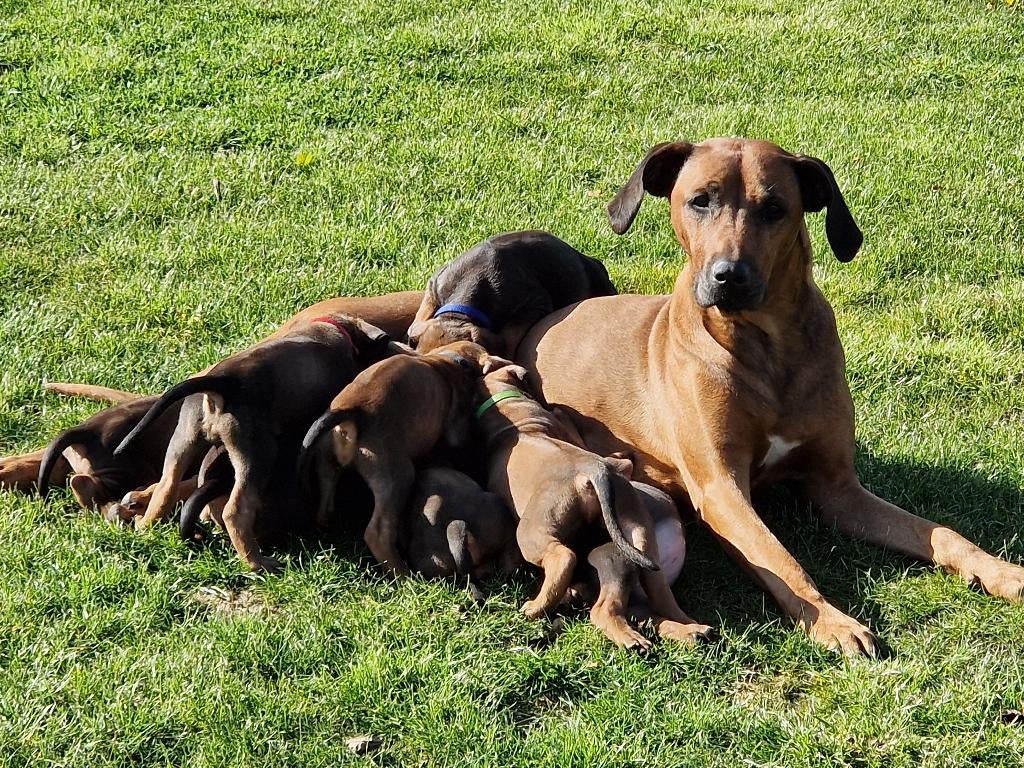 Rhodesian ridgeback pups nog 2 reutjes beschikbaar, Parvo, Overige rassen, 8 tot 15 weken, Meerdere