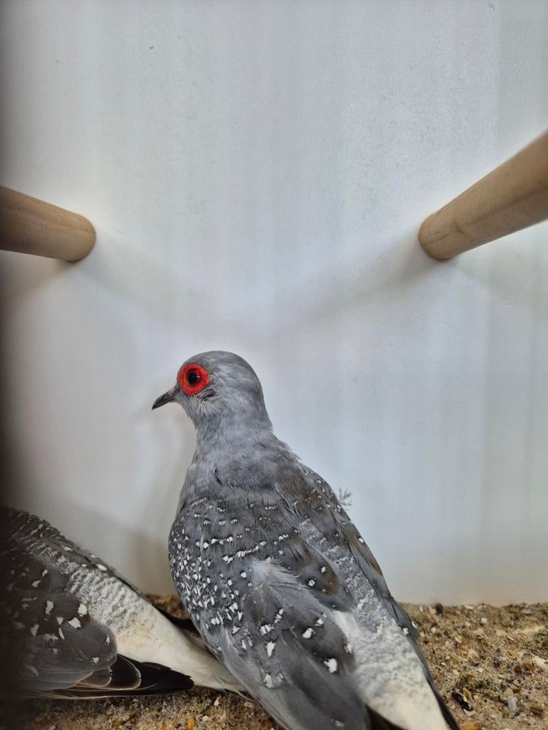 Diamantduifjes, Meerdere dieren
