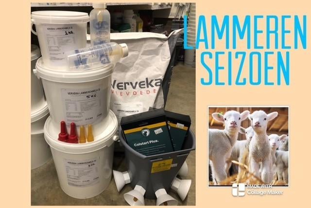 lammeren, Dieren en Toebehoren, Ophalen, Nieuw