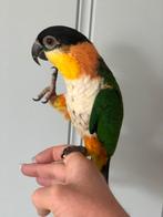 Zwartkop caique man GEZOCHT, Dieren en Toebehoren, Mannelijk, Papegaai, Tam