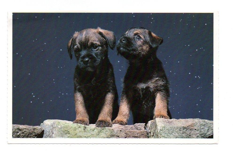 Border Terrier, Ophalen, 1980 tot heden, Ongelopen, Hond of Kat