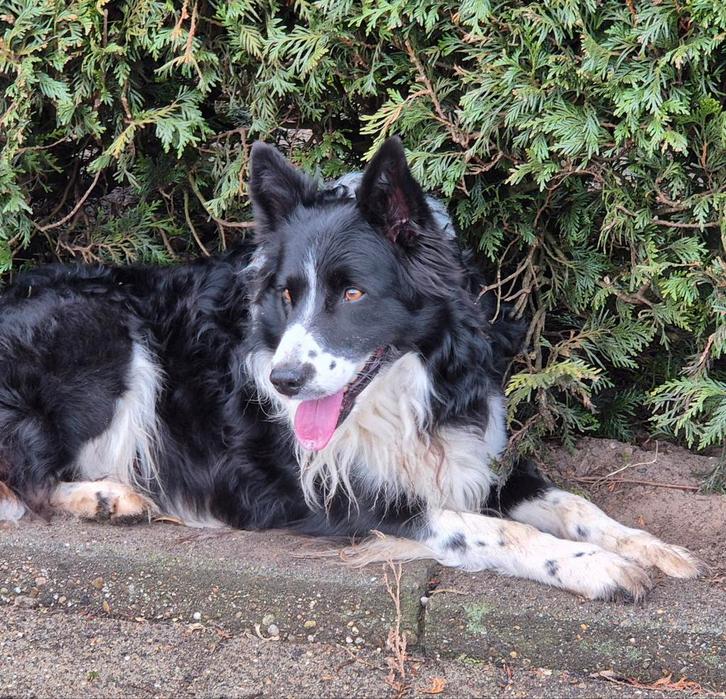 Border Collie, Dieren en Toebehoren, Honden | Herdershonden en Veedrijvers, Reu, Collie, Particulier, Eén hond, Nederland, 6 jaar of ouder