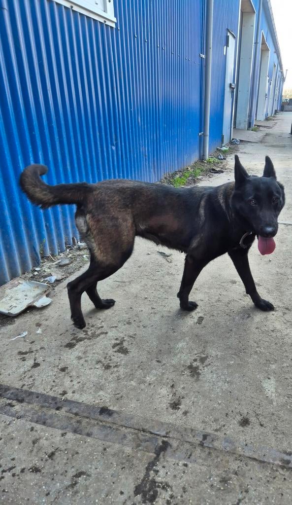 Mechelse herder teef met stamboom, Dieren en Toebehoren, Honden | Herdershonden en Veedrijvers, 1 tot 2 jaar, Teef, Parvo, Eén hond