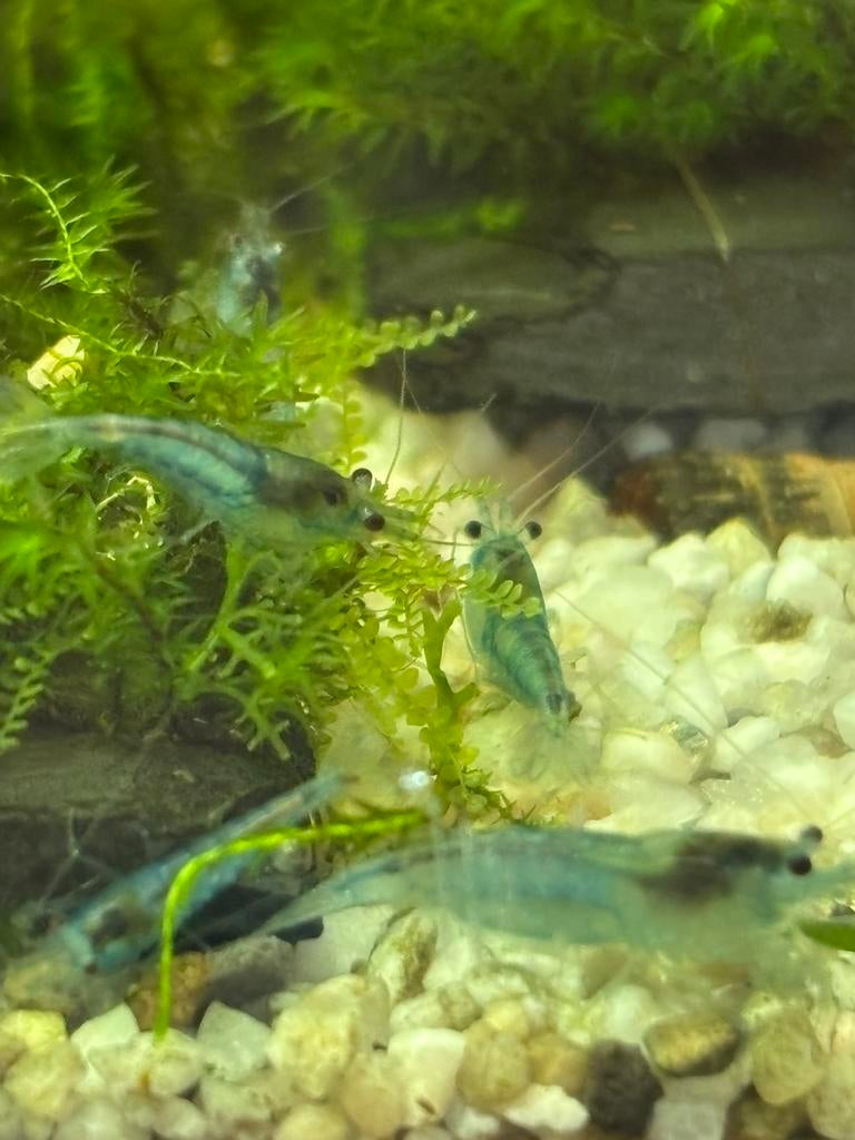 Garnaal blue jelly, Dieren en Toebehoren, Kreeft, Krab of Garnaal