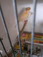 Mooie kanarie man, Mannelijk, Kleurkanarie