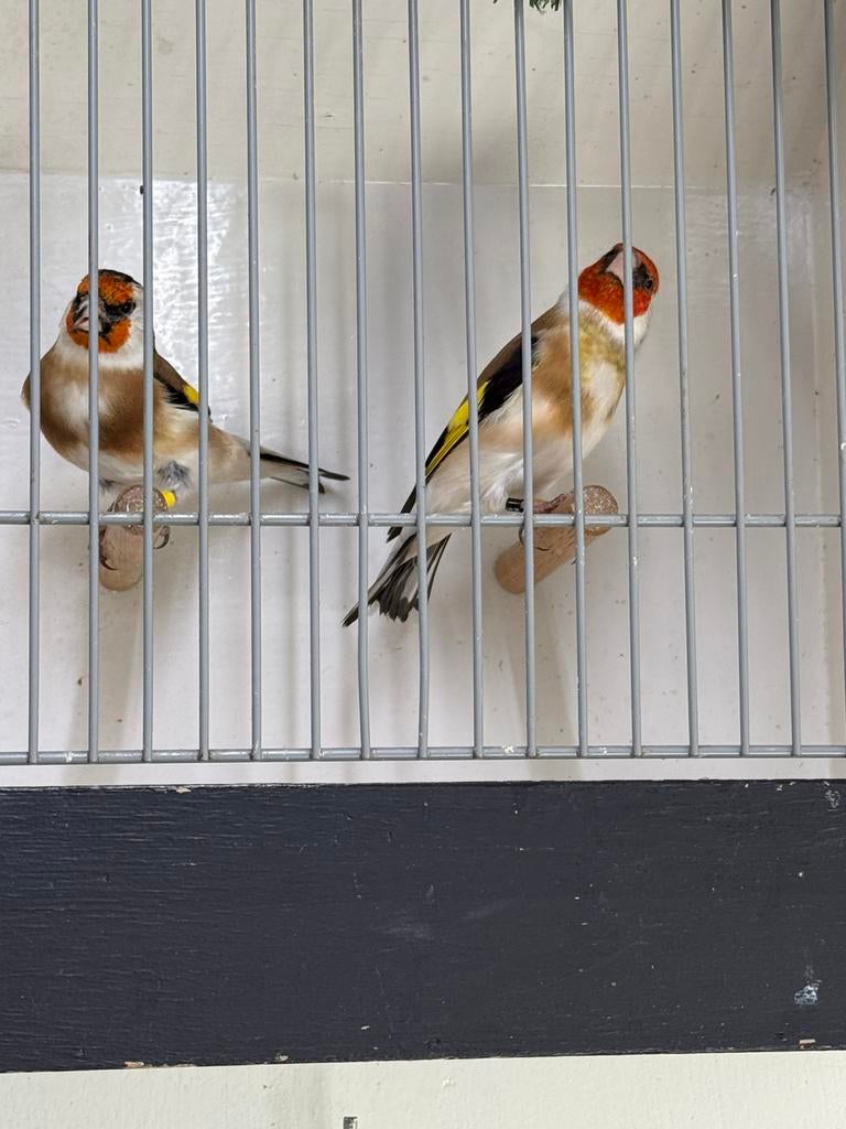 Major putters., Meerdere dieren, Wildzangvogel, Geringd