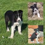 Lieve border collie pup, Dieren en Toebehoren, Honden | Herdershonden en Veedrijvers, Reu, 8 tot 15 weken, Collie, Eén hond