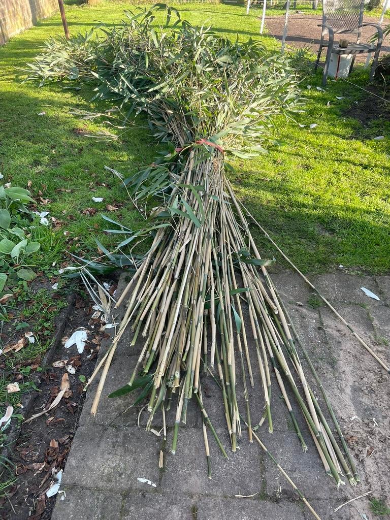 Bamboe, Ophalen, Bloeit niet, Overige soorten, Halfschaduw