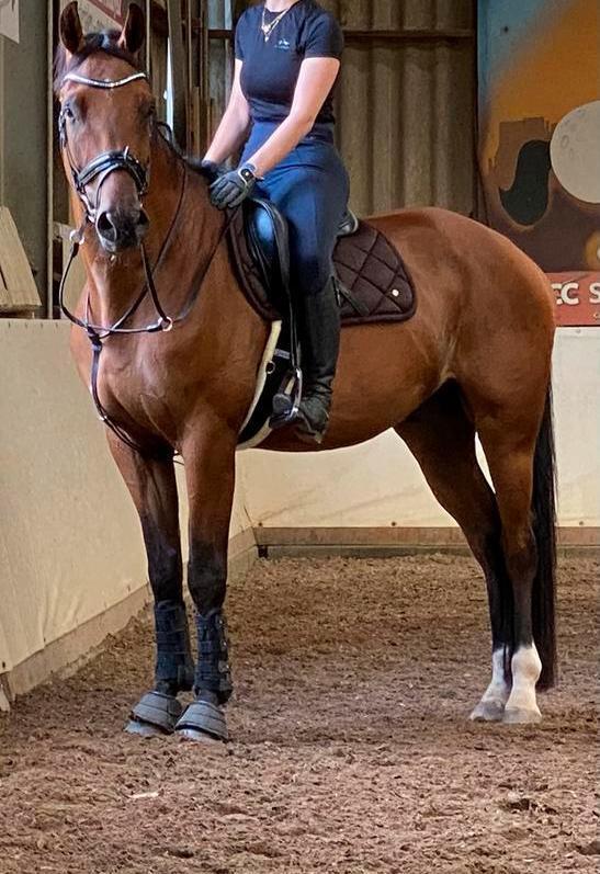 Weidemaatje/revalidatiepaard, Dieren en Toebehoren, Paarden, Ruin, L, 165 tot 170 cm, 3 tot 6 jaar, Dressuurpaard, Met stamboom