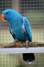 Te koop GEVRAAGD. Split blauwe man van 3-4 jaar oud, Dieren en Toebehoren, Mannelijk, Parkiet