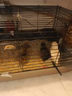 3 jonge kuikens van 5-6 weken inclusief kooi en toebehoren, Dieren en Toebehoren, Ophalen, Vogelkooi