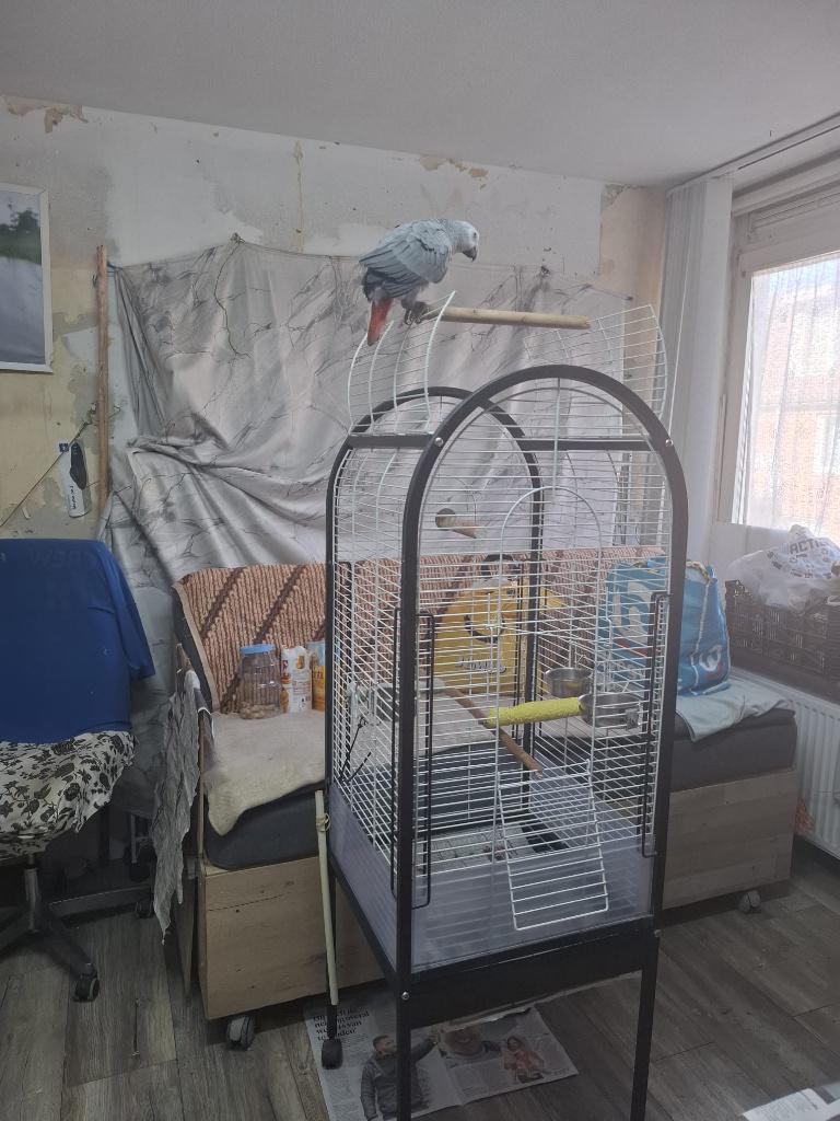 vogel  kooi  voor Grijze roodstaart  papegaai, Dieren en Toebehoren, Vogels | Hokken en Kooien, Ophalen, Zo goed als nieuw, Metaal