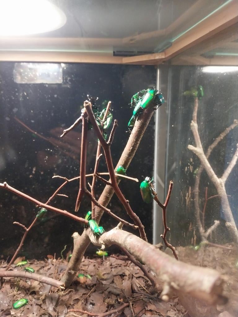 Chlorocala africana fruitkever, Dieren en Toebehoren