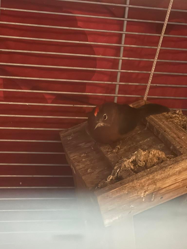 Rode kroon vink gezochtvrouwtje of ruilentegen een mooi stel, Dieren en Toebehoren, Vogels | Overige Vogels, Vrouwelijk