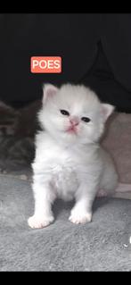 X Maincoon Briths Kittens, Meerdere dieren, Met stamboom