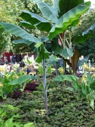 5 x Musa Cheesmannii banaan zaad. Winterhard (verzenden ook), Tuin en Terras, Bloembollen en Zaden, Zaad, Gehele jaar, Volle zon