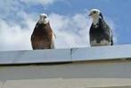 Sierduiven en Postduiven., Meerdere dieren, Postduif