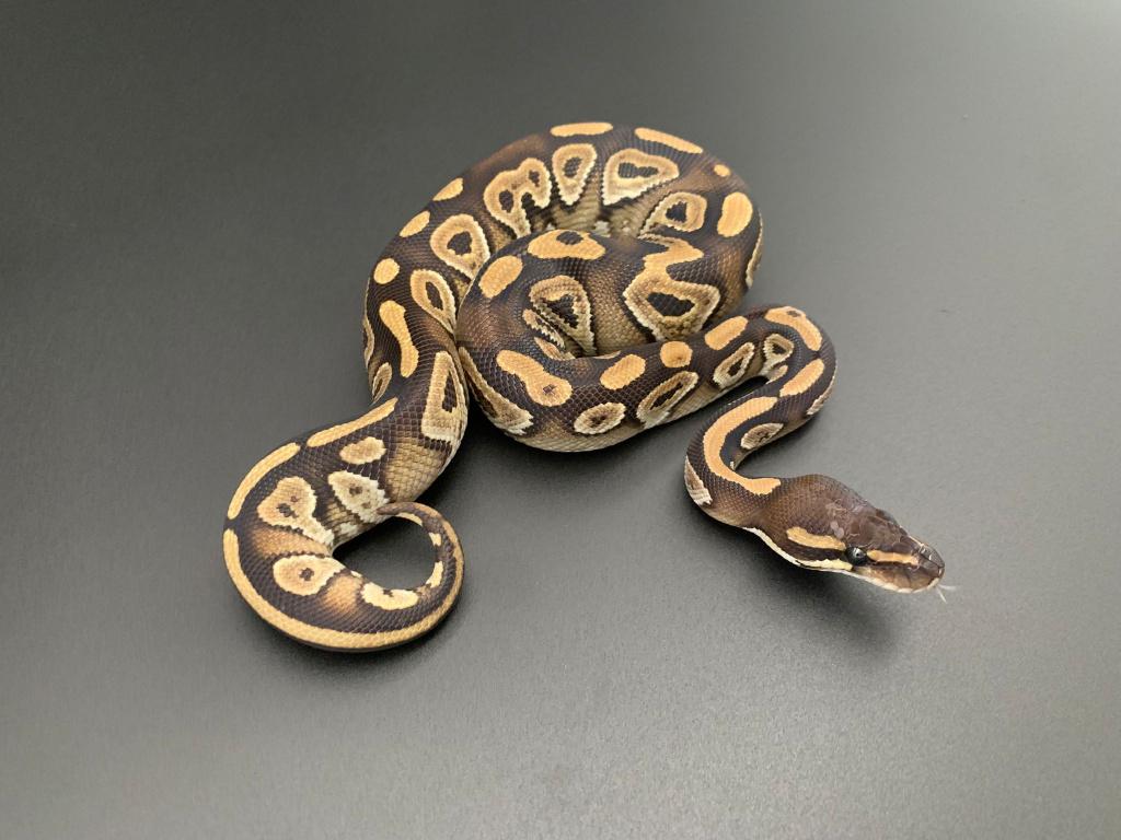 1.0 mojave 66% DH DG/pied python regius, Slang, 0 tot 2 jaar