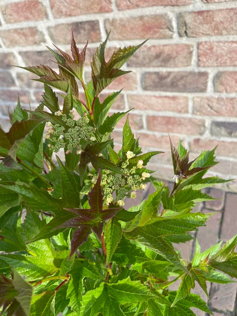 Planten die nu op z’n mooist zijn (foto update) deel 1, Volle zon, Vaste plant, Lente, Ophalen
