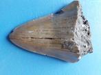 Te koop grote megalodon haaientand fossiel 6 bij 5 cm, Verzamelen, Mineralen en Fossielen, Ophalen of Verzenden, Fossiel