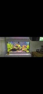 Aquarium met kast, Dieren en Toebehoren, Vissen | Aquaria en Toebehoren, Ophalen, Gebruikt, Leeg aquarium