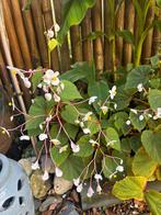 Begonia Grande winterhard, Tuin en Terras, Ophalen, Bodembedekkers, Vaste plant, Halfschaduw