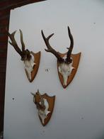 3 ree geweien (13) samen voor 25 euro, Verzamelen, Ophalen of Verzenden, Zo goed als nieuw, Wild dier, Gewei of Kop