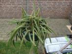 te koop zeer mooie grote hangcactus, Huis en Inrichting, Kamerplanten, Ophalen, Cactus, In pot, Volle zon