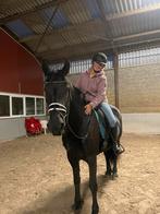 Lieve merrie, Dieren en Toebehoren, Ophalen of Verzenden, Zo goed als nieuw