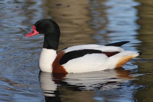 eenden, siereenden, watervogels, Dieren en Toebehoren, Pluimvee, Eend, Meerdere dieren